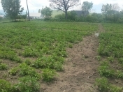 Satılır 4 sot torpaq Gəncə