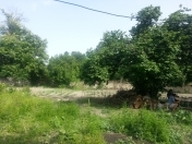 Satılır 22 sot torpaq Albalı