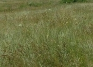 Satılır 6 sot torpaq Biləcəri