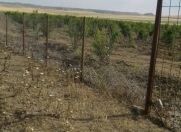 Satılır 1000 sot torpaq Şəki