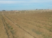 Satılır 100 sot torpaq Məhəmmədli