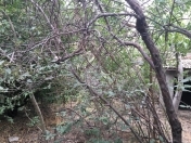 Satılır 4 otaqlı 550 m2 həyət evi Gəncə