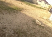 Satılır 7 sot torpaq Bilgəh