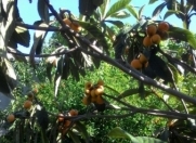 Satılır 4 sot torpaq Xırdalan