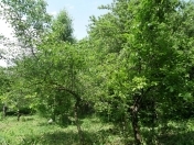 Satılır 12 sot torpaq Quba