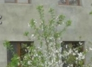 Satılır 4 otaqlı 110 m2 həyət evi Masazır