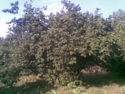 Satılır 6 sot torpaq Xaçmaz