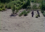 Satılır 20 sot torpaq Maştağa