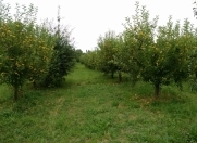 Satılır 70 sot torpaq Xaçmaz