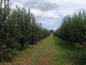 Satılır 16 sot torpaq Quba