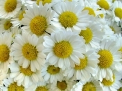 İcarəyə verilir 1 otaqlı 7 m2 köhnə tikili Bülbülə