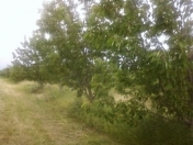 Satılır 12 sot torpaq Pirşağı