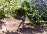 Satılır 2 sot torpaq Mehdiabad