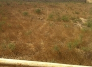 Satılır 6 sot torpaq Pirşağı