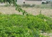 Satılır 5 sot torpaq Pirşağı