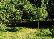 Satılır 9 otaqlı 448 m2 həyət evi Oğuz