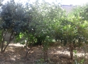 Satılır 3.2 sot torpaq Biləcəri