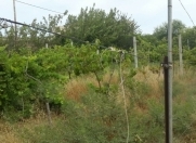 Satılır 3 sot torpaq Şağan