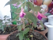 Satılır 4 sot torpaq Xocəsən