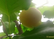 Satılır 6 sot torpaq Xaşaxuna