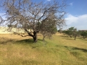 Satılır 37 sot torpaq Masazır