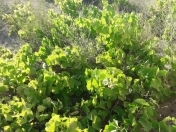 Satılır 10 sot torpaq Pirşağı