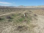 Satılır 32 sot torpaq Perekeşkül