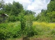 Satılır 22 sot torpaq İsmayıllı