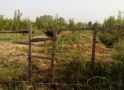 Satılır 20 sot torpaq Göyçay