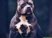 Satılır 70 sot torpaq Pirşağı