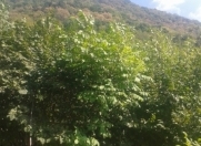 Satılır 3 sot torpaq İsmayıllı