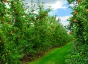 Satılır 100 sot torpaq Quba