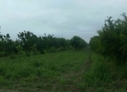 Satılır 300 sot torpaq Göyçay