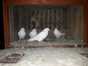 İcarəyə verilir 3 otaqlı 100 m2 həyət evi Buzovna