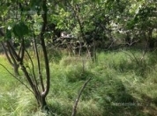 Satılır 6 sot torpaq Sumqayıt