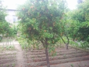 Satılır 3 sot torpaq Saray