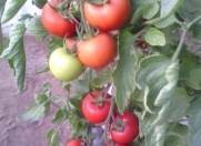 Satılır 700 sot torpaq Zirə