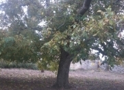 Satılır 3 otaqlı 80 m2 həyət evi Şamaxı