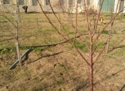 Satılır 12 sot torpaq Saray