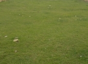 Satılır 8 sot torpaq Fatmayı