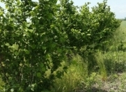 Satılır 119 sot torpaq Xaçmaz