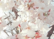 Satılır 12 sot torpaq Gəncə