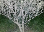 Satılır 8 sot torpaq Hökməli