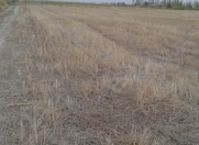 Satılır 200 sot torpaq Qusar