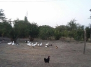 Satılır 6 otaqlı 230 m2 həyət evi Şabran