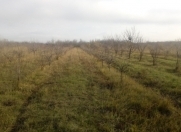 Satılır 75 sot torpaq Quba