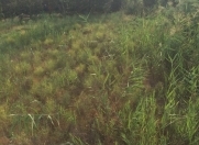 Satılır 20 sot torpaq Asan Xidmət-3