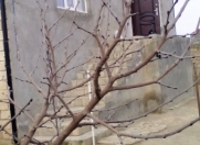 Satılır 3 otaqlı 120 m2 həyət evi Albalı