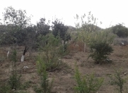 Satılır 5 sot torpaq Məhəmmədli