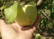 Satılır 800 sot torpaq Şamaxı